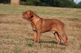 DOGUE DE BORDEAUX 401